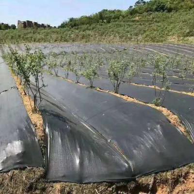 China UV Resistance Plastic PP Woven Fabric Agricultural Plant Cover for sale