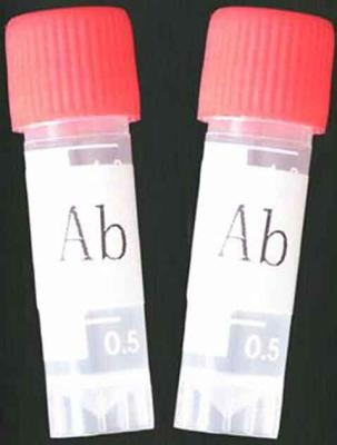 China Monoclonal Antibody to Amphetamine(AMP) for sale