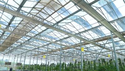 China Customizable  Patterned Glass for Building Greenhouse for Vegetables and Flowers for sale