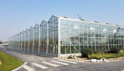 Cina 4mm Toughened Glass for  Vegetable Plants Growing Greenhouse and Garden Glass House in vendita