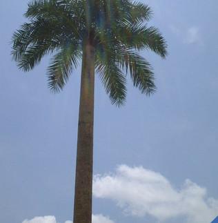 China Camouflage Cell Towers,  Palm Tree Towers  Bionic Tree 8M for sale