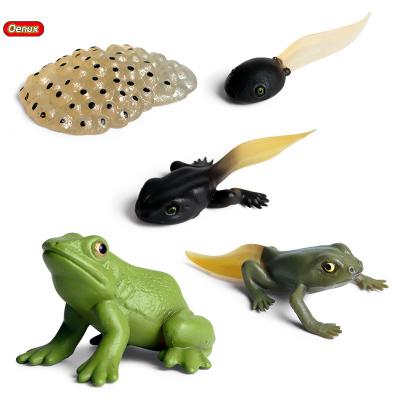 China Toy Oenux Wholesale PVC Toy Bullfrog Tadpole Hatch Frog Growth Cycle Animal Action Numbers Solid Collection Action Numbers Model for sale