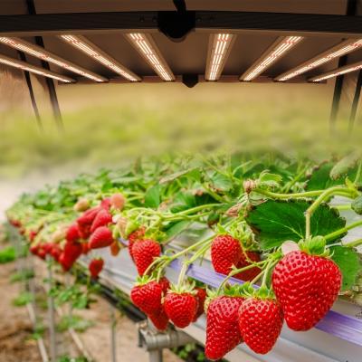 China Official VEG+BLOOM+COB 600W 800W Partner Spectrum Led Verlichting Voor Horticultural LED Plant Spectrum Led Grow Light for sale