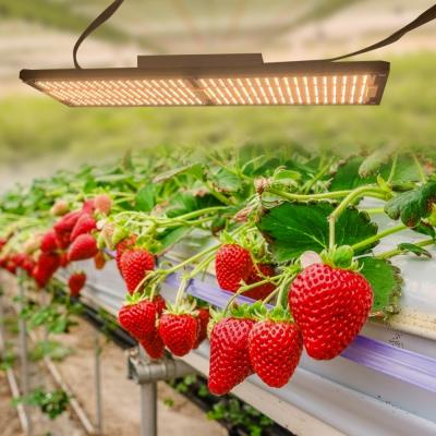 China FLOWER Led Growligh Best Than Hydroponics 120w 240w 480w Lm301h Lm301b Lh351h Led Kits 660nm Led Pcb Red Panel Samsung Led Grow Light for sale