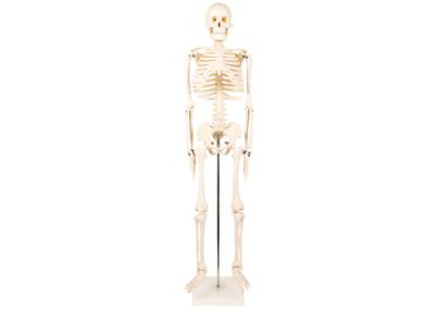 China Medical Life Size Plastic Human Skeleton , Human Torso Cat Dog Skeleton for sale