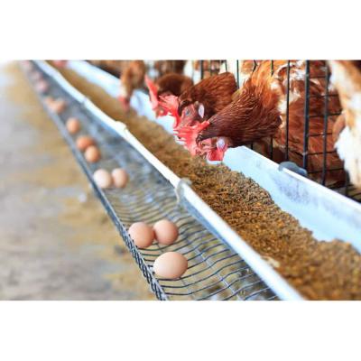 China Farms Automatic Drinking Water System Galvanized Type-A Egg Chicken Farm Cage For Sale for sale