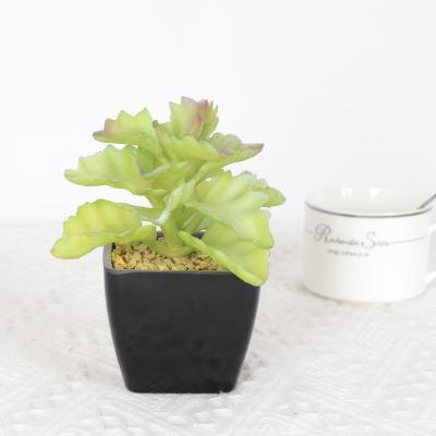 China Softness PE Free Samples Succulent Lifelike Artificial Plants Indoor Home Decorative Plants Grow Leaves Longevity Succulent for sale