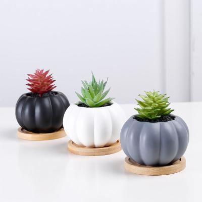 China Modern the latest design round fleshy flowerpot flowerpot smooth and coaster for sale