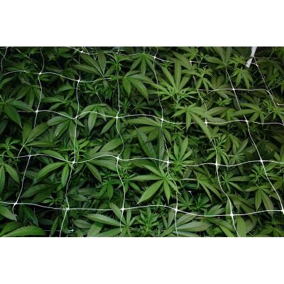 China Agricultural Mesh Climbing Plants Grow Support 4*4 Inch Mesh Trellis Netting 6.6*8.2 ft For Cucumber Tomato Vegetables Trellis Wholesale for sale