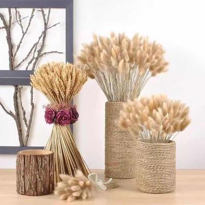 China Decorration Amazon Wish Hot Selling Flower Plant Supply Natural Lagurus Ovatus Bunny Rabbit Tails Dry Grass For Decoration for sale