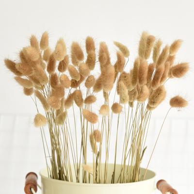 China Party Decoration Largurus Ovatus Dry Flower Natural Preserved Real Flowers Dried Bunny Tail Grass For Party Decoration for sale