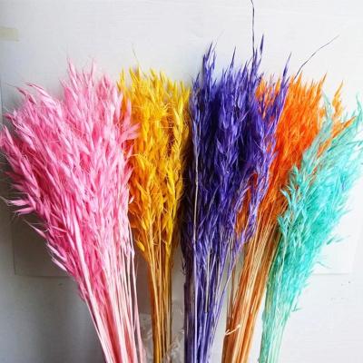 China Real Natural Preserved Real Touch Flowers Amazon Hot Sale Dried Flowers Wheat Flowers For Flower Arranging for sale