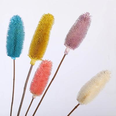 China Wholesale natural organic everlasting dry dipsacus sativus home decoration flowers for wedding home decoration for sale