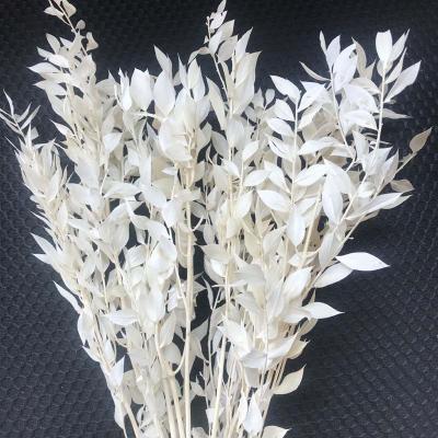 China Whosale Durable Yunnan Dried Natural Green Flower Preserved Ruscus Leaves For Wedding Decoration for sale