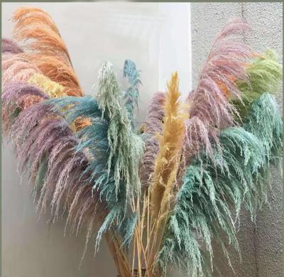 China Popular Indor Decoration Ruikali Instagram Flowers Preserved Colorful Pampas Grass Great For Home Decor for sale