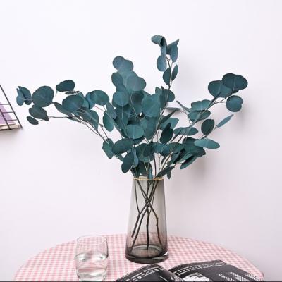 China Ruikali Plant Supply Long Lasting Natural Preserved Eucalyptus Gunnii Flowers For Home Decorations 50cm for sale