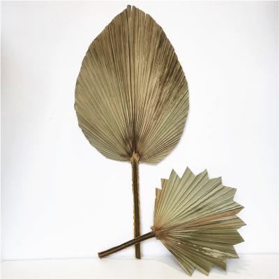 China 2020 Instagram factory sale dried flower natural dry palm leaf for wedding decoration for sale