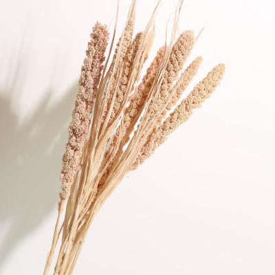 China Full Crafts Of Natural Flavor Dried Flower Decoration Indoor Millet For Home Centerpieces for sale