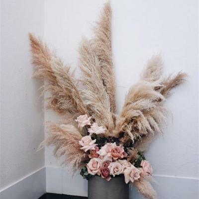 China 100% Natural 45-48 Inches Boho City Flowers Natural Pampas Grass Plant - Premium Natural Dry Reed Wedding For Home Decor Flower for sale