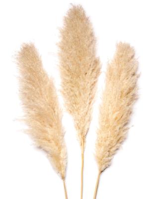 China Vlentines Day Cream Decorative Beige Fluffy Reed Tall Natural Dry Pampas Grass 110~115cm New Beautiful Real Tall for sale