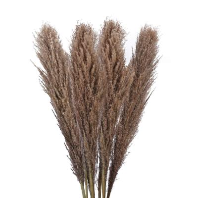 China Classic 120cm Natural Dry Brown Pampas Grass Flowers From Amazon Supply Manufacturer Hot Selling Big Large For Home Decoration for sale