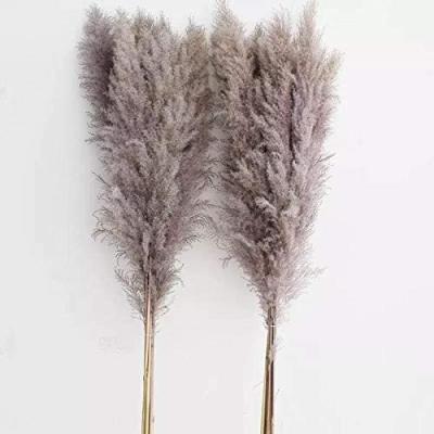 China Vlentines Day Factory Price Cheapest Natural Dried Decorative Gray Reed Pampas Grass New Beautiful Real Big To Wedding Flower for sale