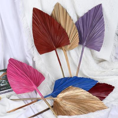 China Amazone Decorative Palm Leaves DIY Palm Leaves Sun Palm Fan Sun Palm Fan Colorful Dry Natural Fresh Leaf For Flower Bouquets for sale