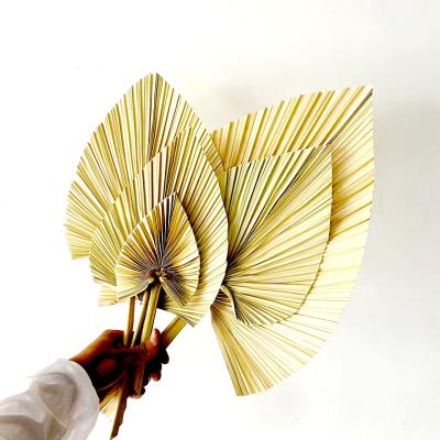 China 2021 Amazon most popular decoration items decorative flower natural fan palms dried sun palm leaves for home decoration for sale