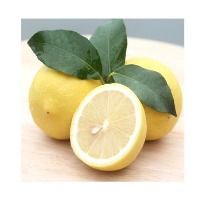 China China Supplier Fresh Seedless Lime Eureka Lemon Yellow Green Fruit Oranges for sale