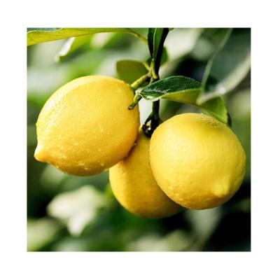 China Wholesale New China Fresh Crop Fresh Yellow Lemon With Best Price for sale