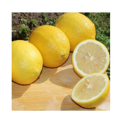 China Sichuan China Fresh Hot Sale Cheap Price Fresh Eureka Lulu Yellow Lemons for sale