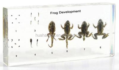 China Teaching model for biology life cycle of frog development teaching model for biology for sale