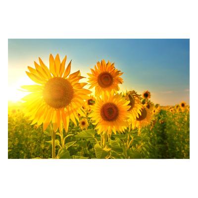 China Europe Flower Stitch Kit Embroidery Modern Home Decoration Wall Art For Sunflower Landscape Painting Custom Cross Stitch Kits for sale