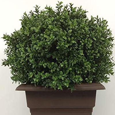 China Fashionable High Quality Cheap Real Touch Indoor Home Decor Plastic Artificial Green Plant Plant for sale