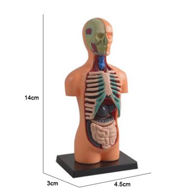 China DIY Assemble Educational Science Kits Kids Science 4d Toys Interactive Human Body Model Atlas Anatomy Models Bundle Set For Kid Learning Human Body for sale