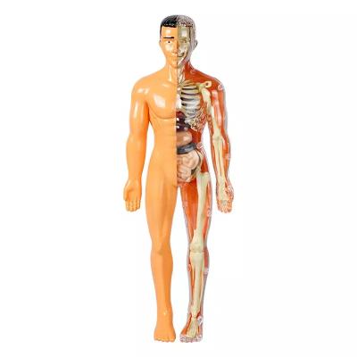 China DIY Assemble Educational Science Kits YQ Cheaper STEM DIY 23CM Anatomy Model Kids Education Torso Skeleton Human Body Toys Human Anatomy Model Maqueta Cuerpo Humano for sale