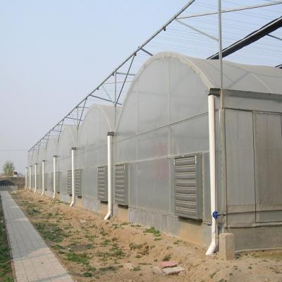 China Stable Structure Easily Assembled Professional Large Multi-Span Tunnel Garden Greenhouse for sale