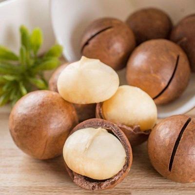 China Nutritious High Quality Australia Hazel Nuts With Shell Raw Organic Bulk Nuts Australia Hazel Wholesales for sale