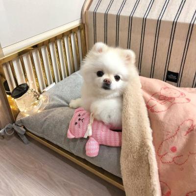 China Sleep With Pets Pet Stuffed Toys Ripesleep With Pets Knitting Dog Toys BB Cuddly Soft Pack Interactive Toys For Puppy And Small Dogs for sale