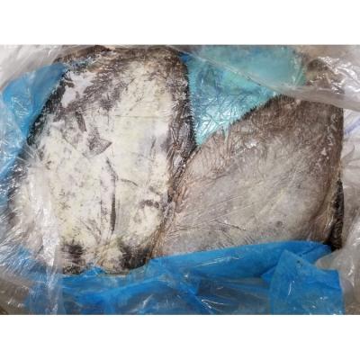 China Frozen Halibut FROZEN for sale