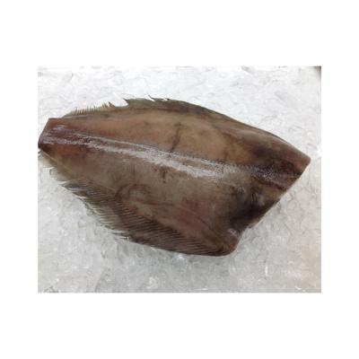 China Frozen Halibut FROZEN for sale