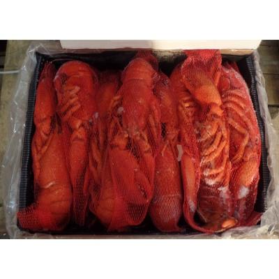 China Live lobster and crab for sale