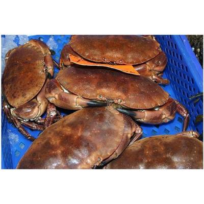 China Live lobster and crab for sale