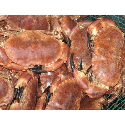 China Live lobster and crab for sale