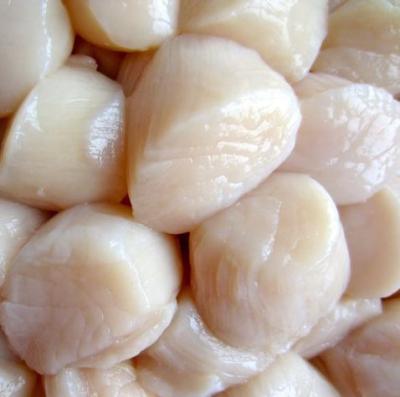 China FROZEN Canadian Scallops for sale