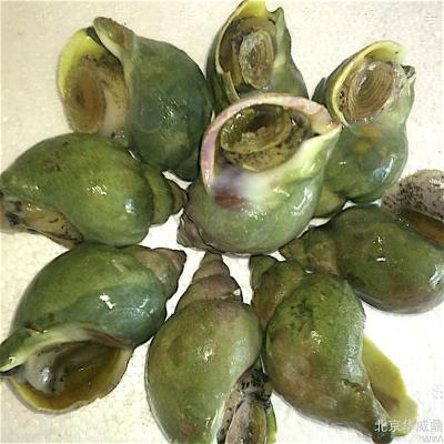 China FROZEN Jade Whelk for sale