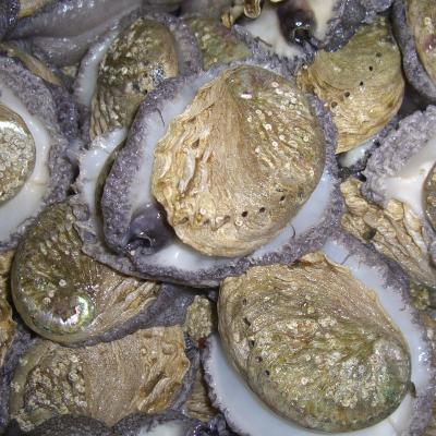 China Live Farmed Live Abalone for sale