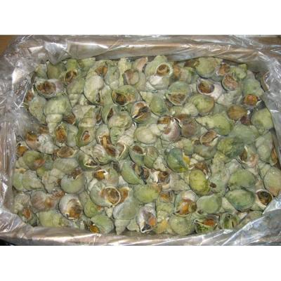 China FROZEN shellfish for sale