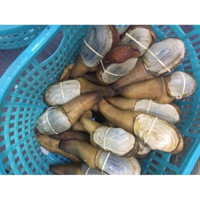 China Live shellfish for sale