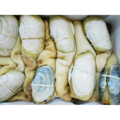 China Live shellfish for sale